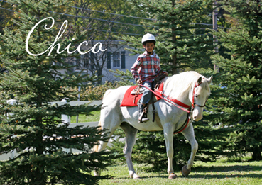 Chico - Gray Gelding for Sale APHA